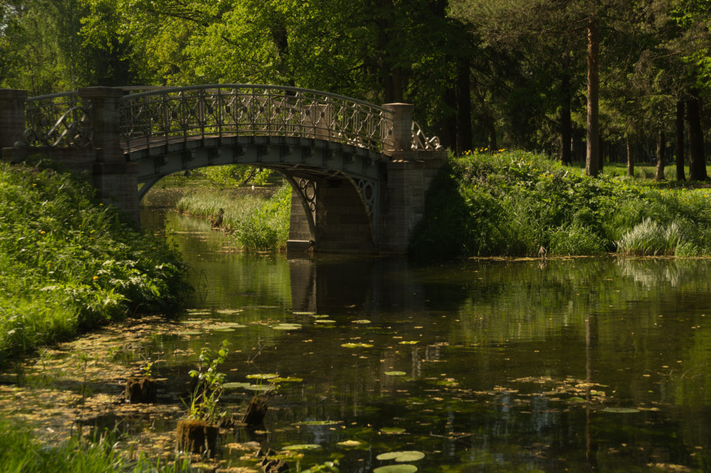 Bridge in the forest. Nature landscape