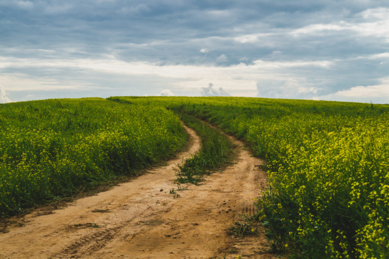 Beautiful valley. way through green meadows and hills. yellow flowering field. nature landscape with horizon line