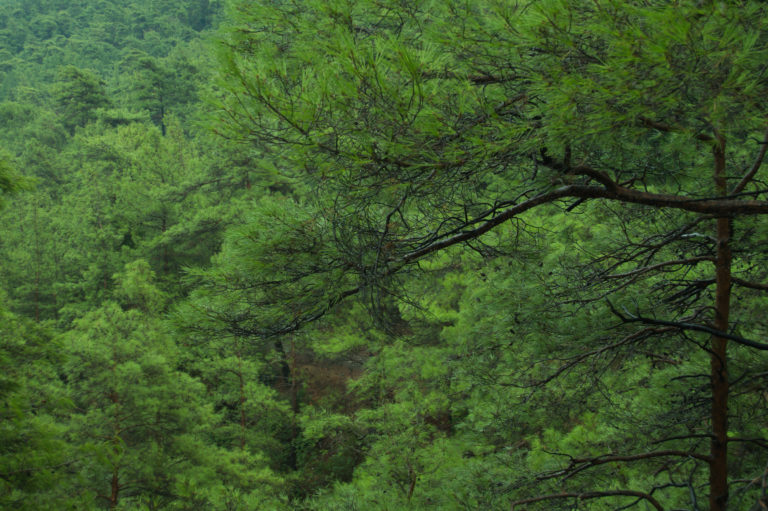 green tree mountain forest background