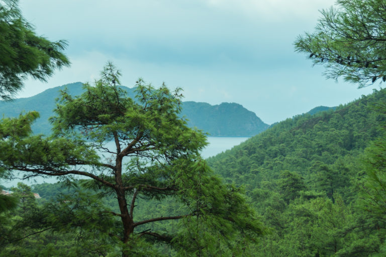 View of mountain forest landscape