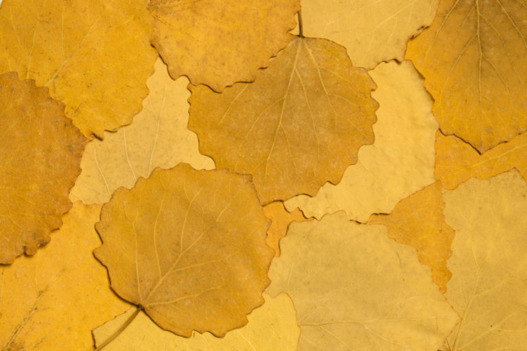 Autumn leaves texture background