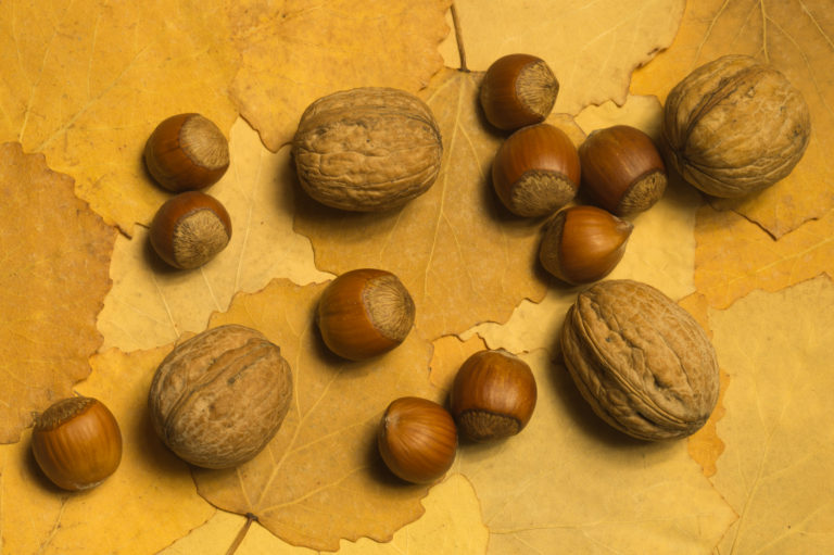 Hazelnuts and walnuts with autumn leaves