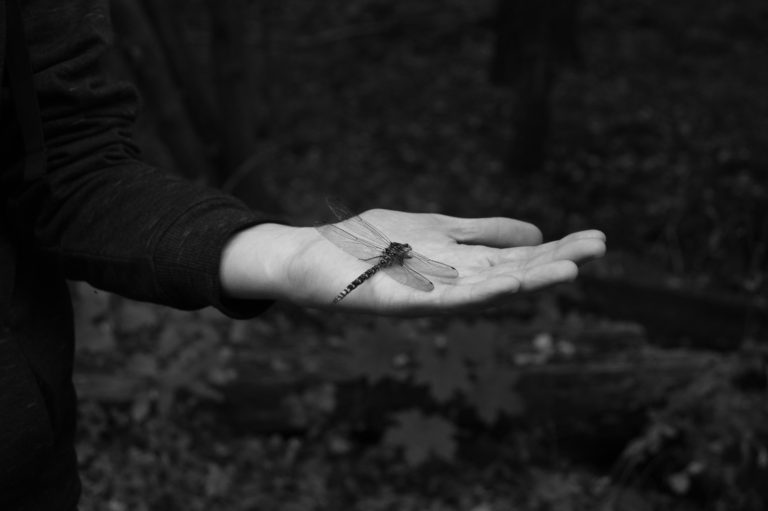 Dragonfly on the hand black and white