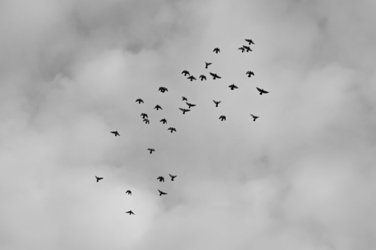 Flying migrate birds black and white