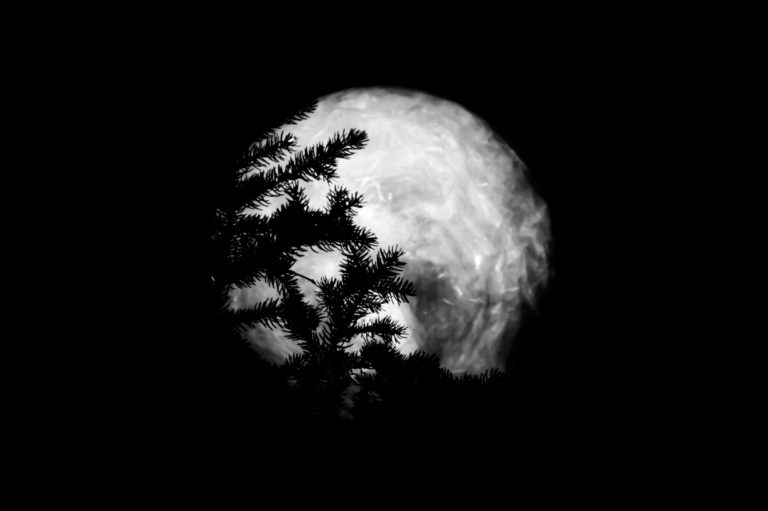 Christmas silver ball on the branch of fir tree